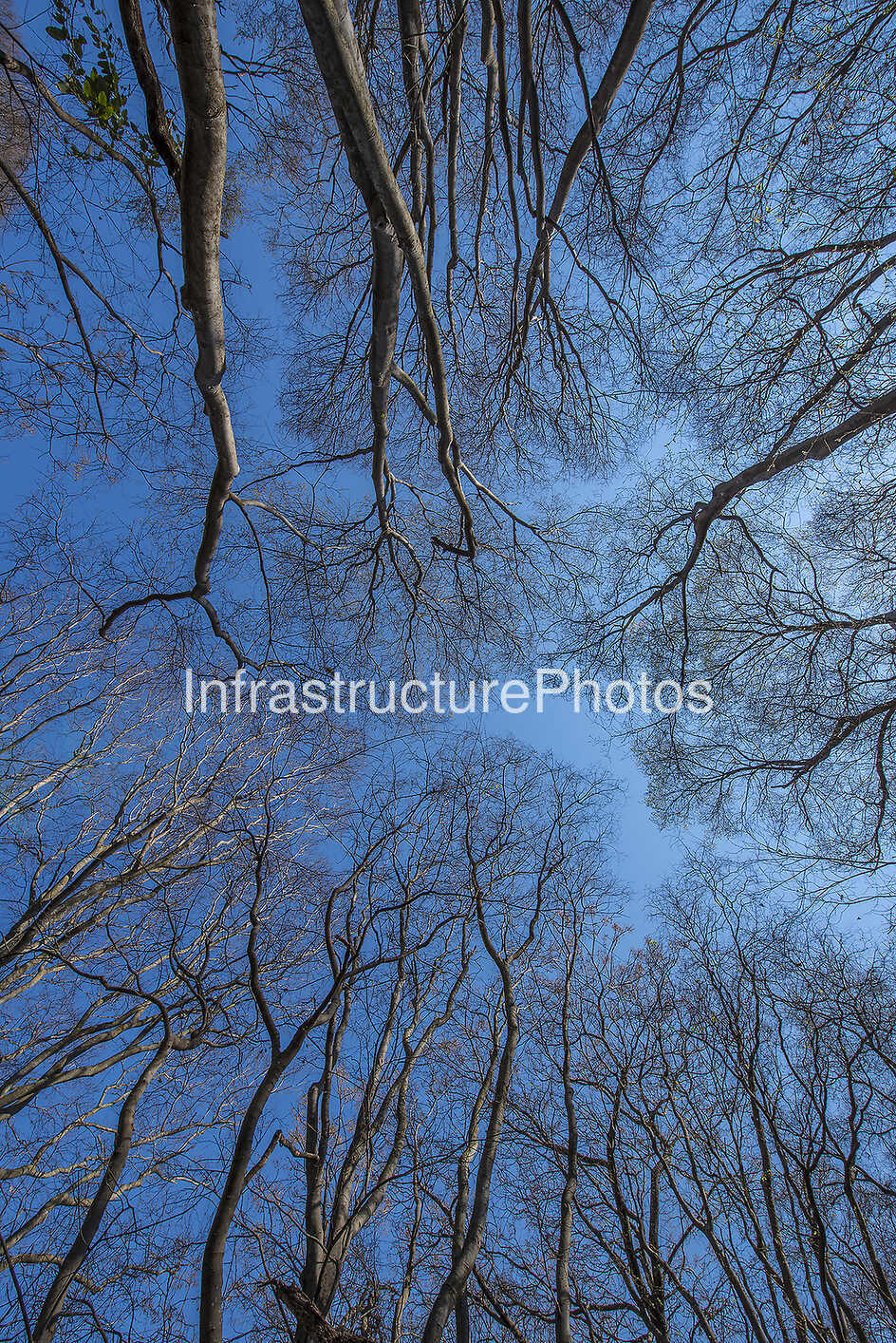 Forest-_6-preview Infrastructure photo preview - watermarked