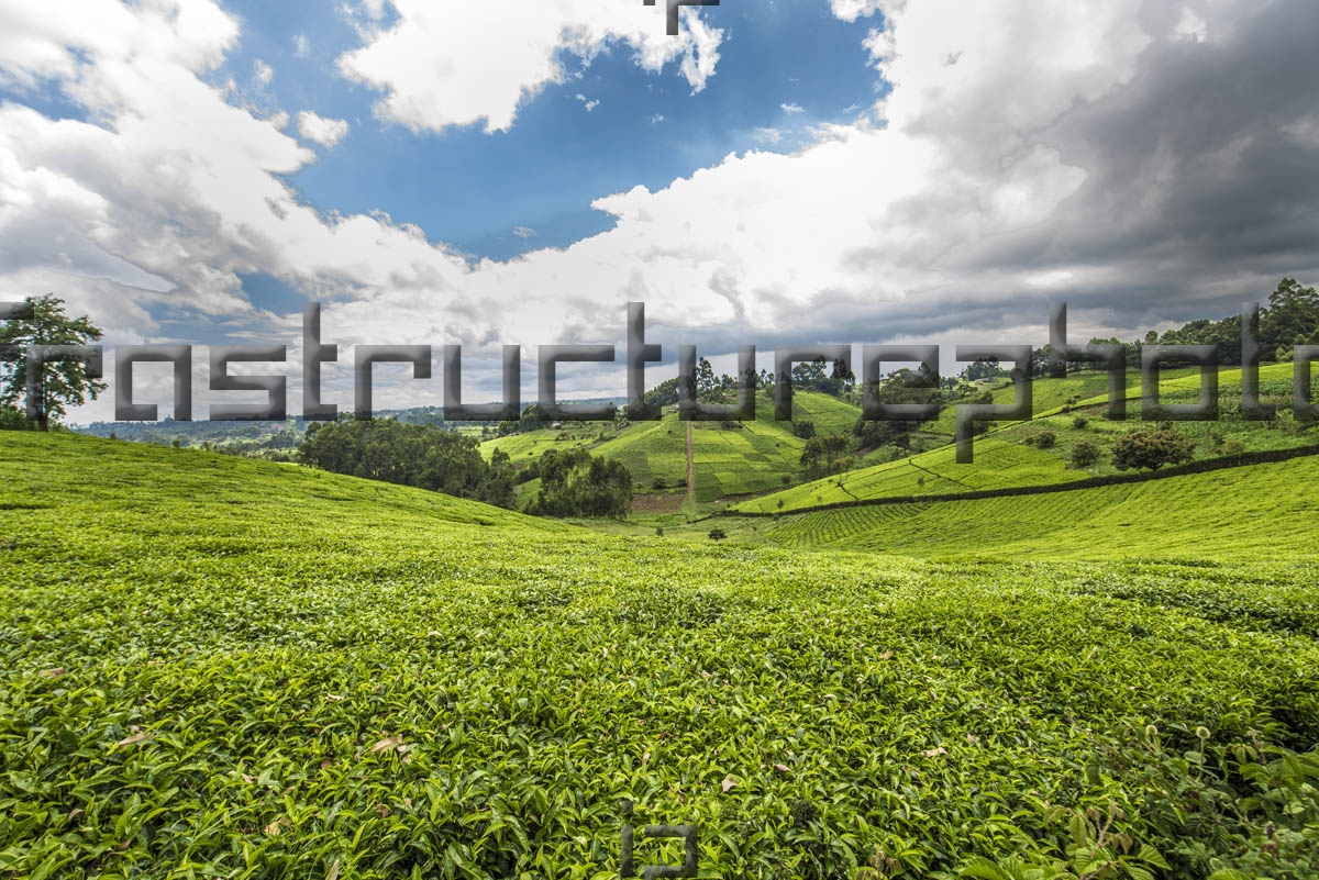 Kenya Tea Plantations
