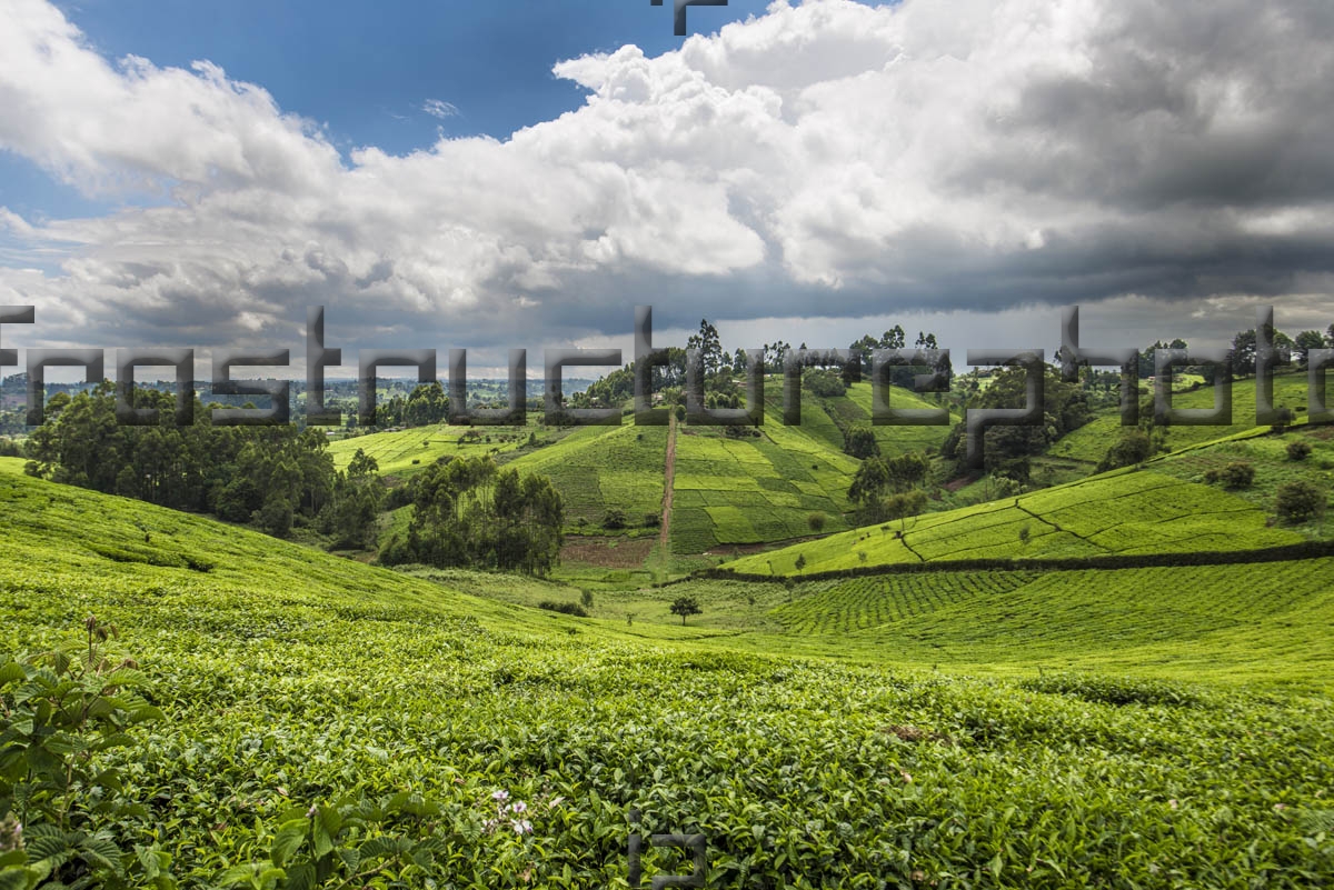 Kenya Tea Plantations